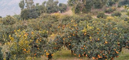 मूल्य पाइने आशामा बोटमै जुनार