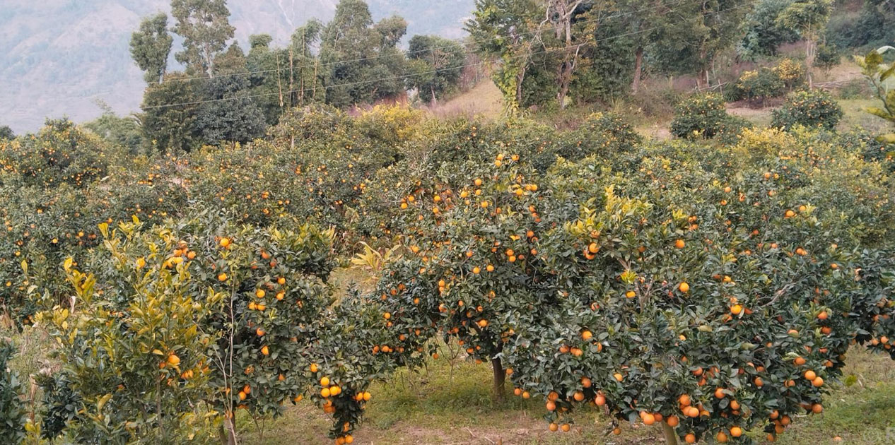 मूल्य पाइने आशामा बोटमै जुनार