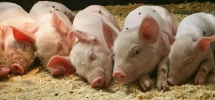 अफ्रिकन स्वाइन फिभरका लक्षण देखिएका बङ्गुर मरेपछि किसान चिन्तित