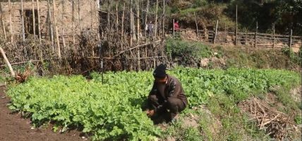 सिँचाइ सुविधा पुगेपछि व्यावसायिक तरकारी खेतीमा रमाउँदै श्यामशिलाका किसान