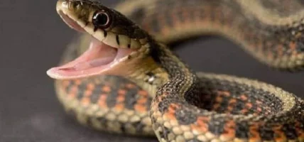 गर्मी बढेसँगै बाँकेमा देखिन थाले विषालु सर्प