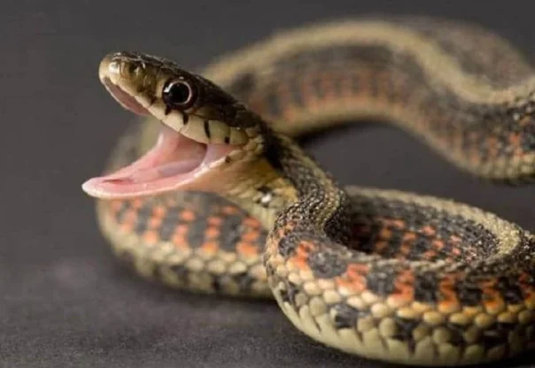 गर्मी बढेसँगै बाँकेमा देखिन थाले विषालु सर्प