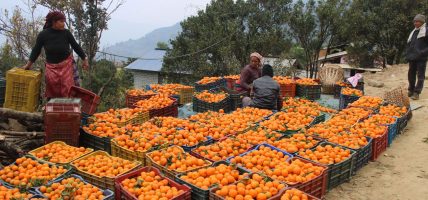 सिगाना बन्यो ‘सुन्तला गाउँ’, भित्रियो चार करोड