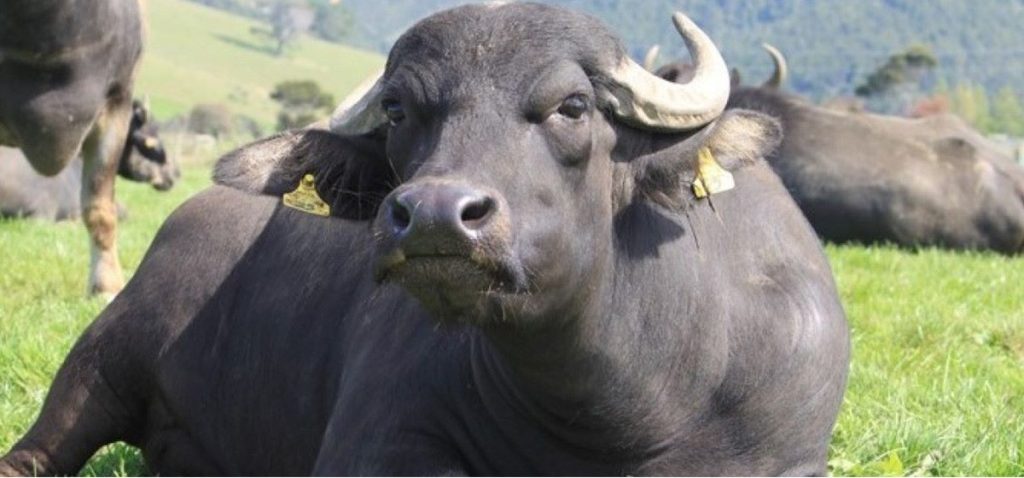 ‘जीविकोपार्जन सुधारका लागि भैँसीपालन कार्यक्रम’