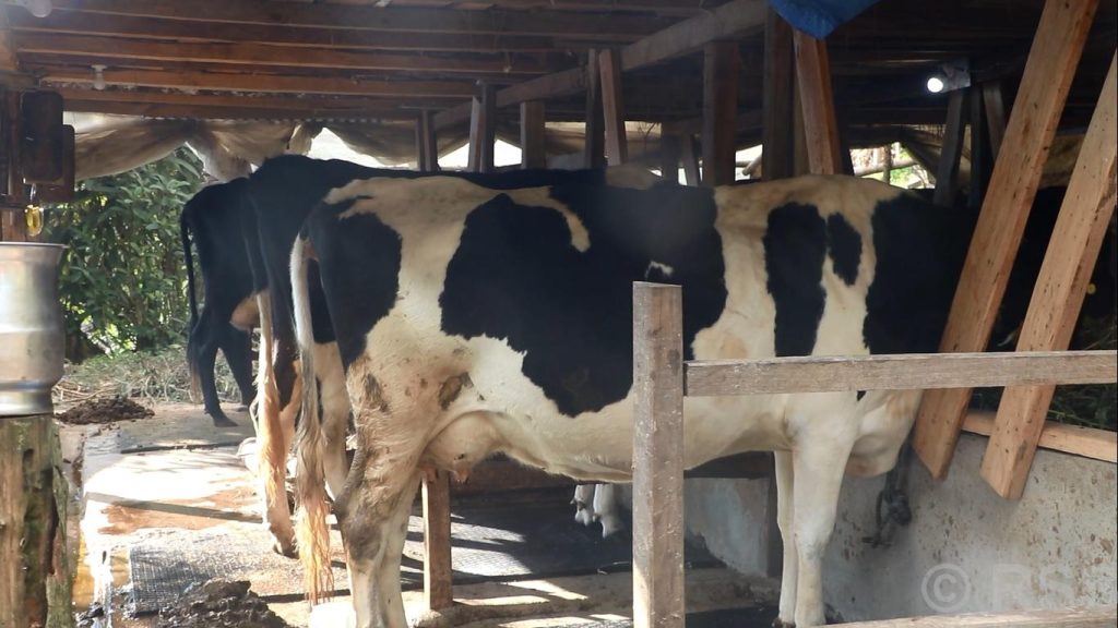 पौवादुङमाका किसान उद्यममा जोडिँदै