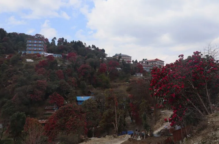 गुराँसले रङ्गिएको घोडेपानी पर्यटकको पर्खाइमा