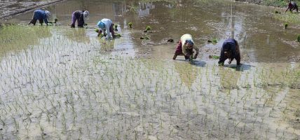 सुनसरीमा चैते धान रोपाइँ