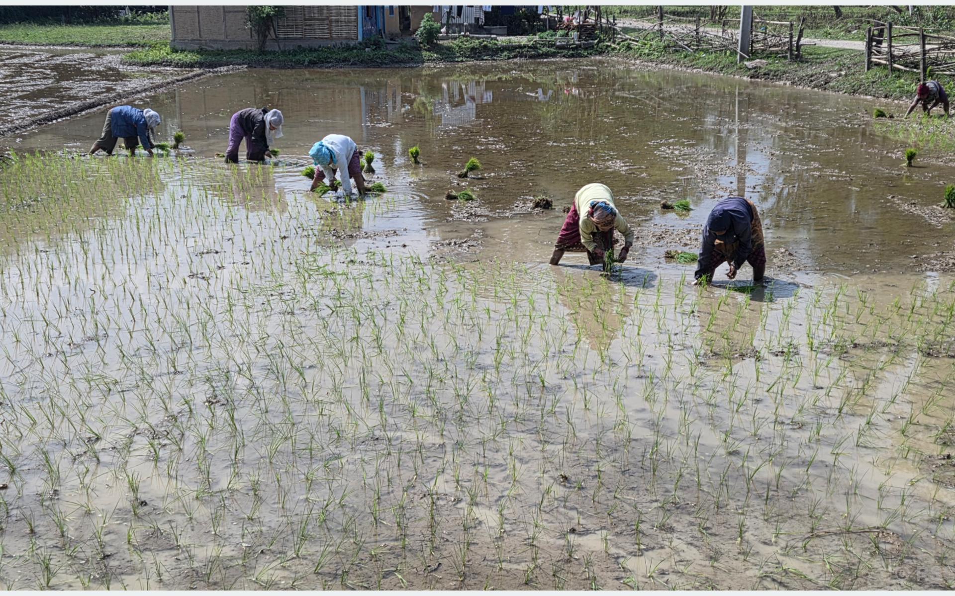 सुनसरीमा चैते धान रोपाइँ