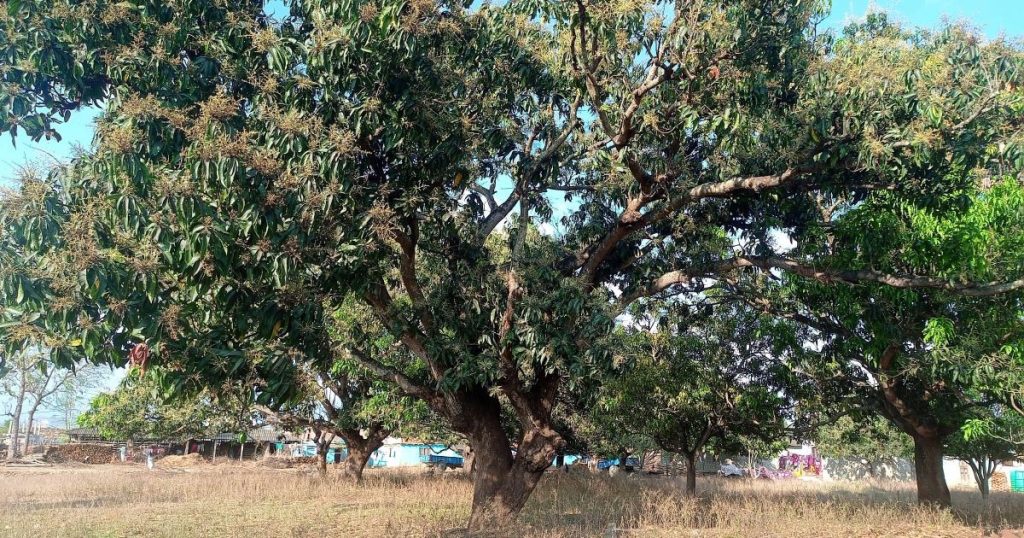 दुई दिनको वर्षाले किसानलाई राहत