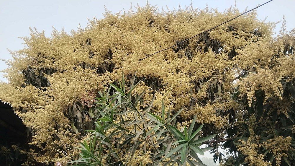 हावाहुरीले आँपको चिचिला झारेपछि किसान चिन्तित