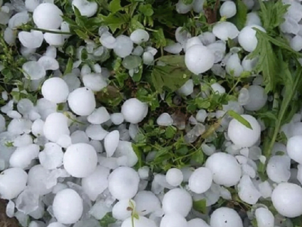 झापामा असिनापानीले कृषि क्षेत्रमा तीन अर्बको क्षति