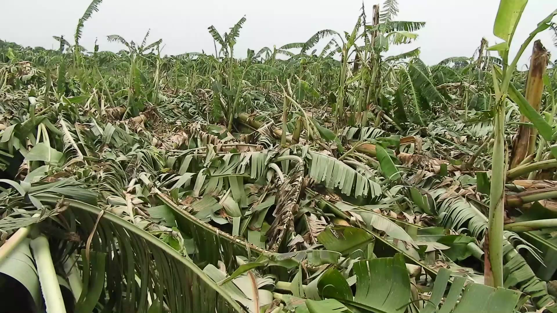 वर्षाले दुई स्थानीय तहमा ४६ करोडको क्षति