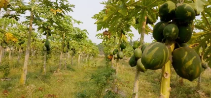 पश्चिम नवलपरासीमा व्यावसायिक मेवाखेती सुरु