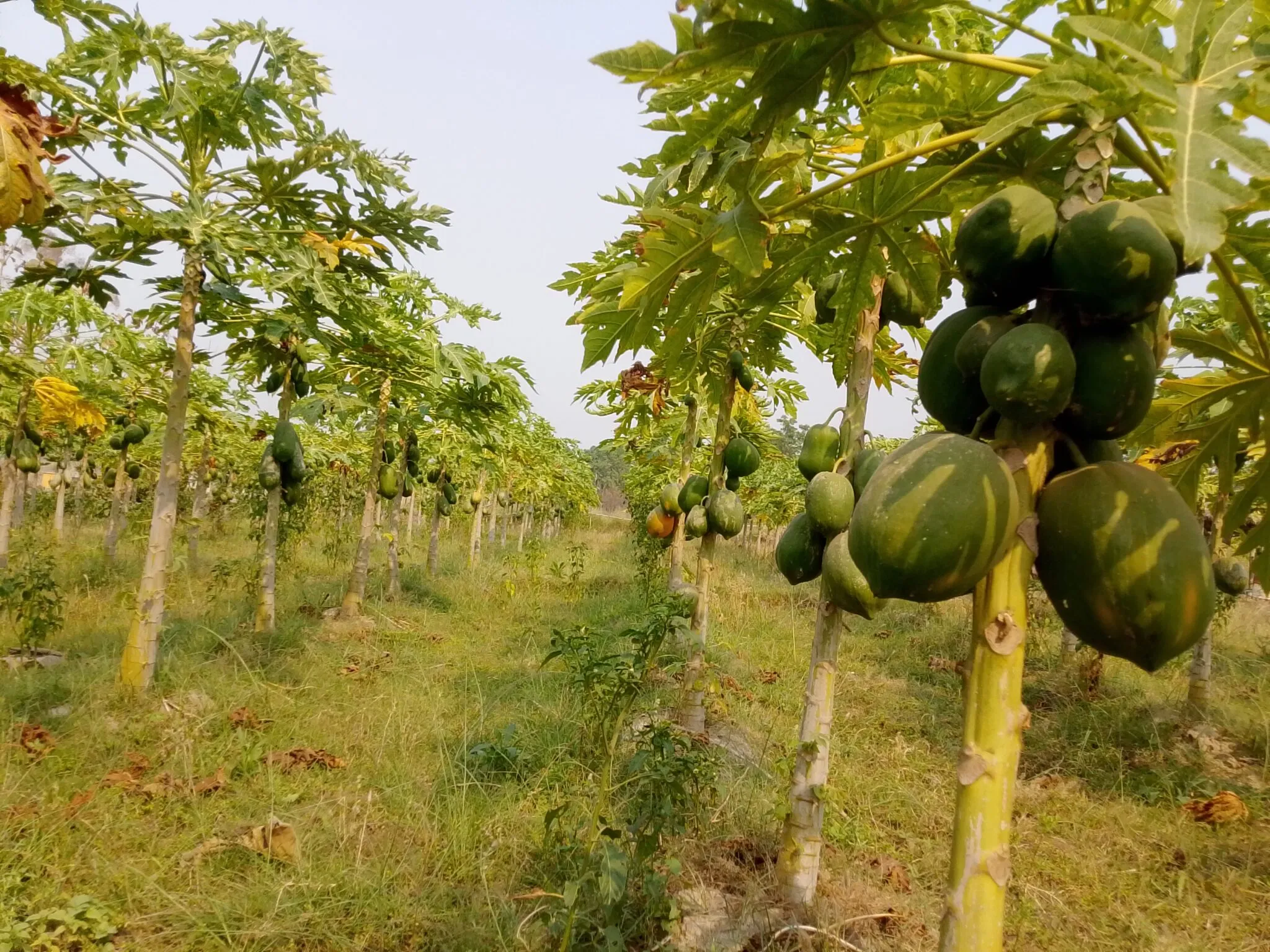 पश्चिम नवलपरासीमा व्यावसायिक मेवाखेती सुरु