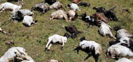 चट्याङ लागेर ३९ भेडाबाख्रा मरे