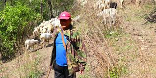 करिब एक करोड लगानी गरेर भेडाबाख्रा फार्म खोलेका हिमबहादुर