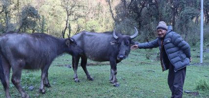 हराउन थाले घुम्ती गोठमा भैँसी पाल्ने चलन