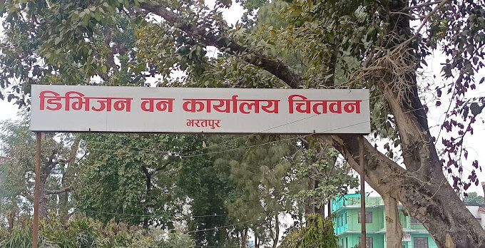 देववृक्ष उत्पादन गर्दै डिभिजन वन कार्यालय