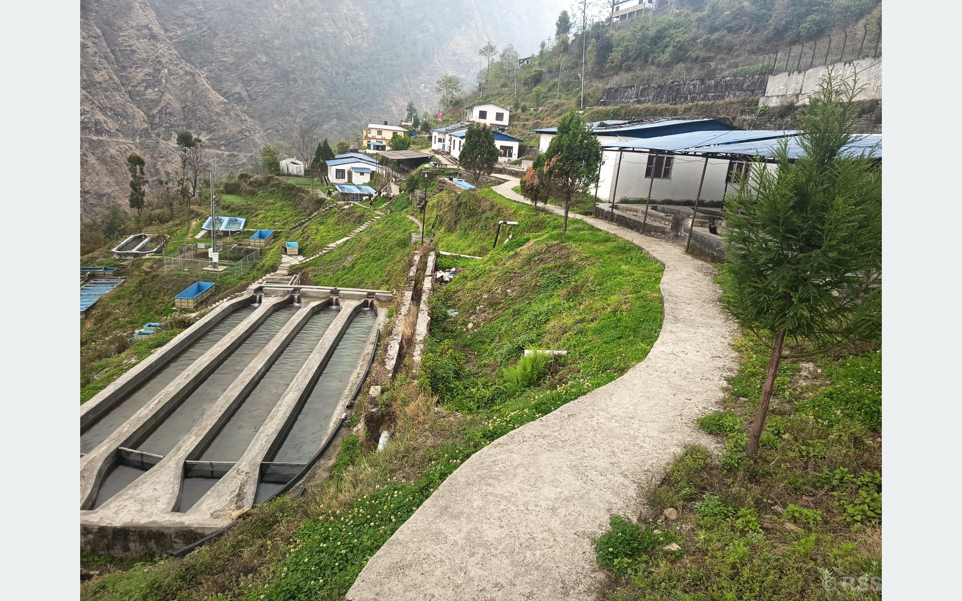 रेन्वो ट्राउट माछापालनका लागि रसुवा वैज्ञानिक केन्द्र बन्दै