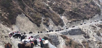 छेकम्पारवासी यार्सागुम्बा सङ्कलन गर्न लेकतिर