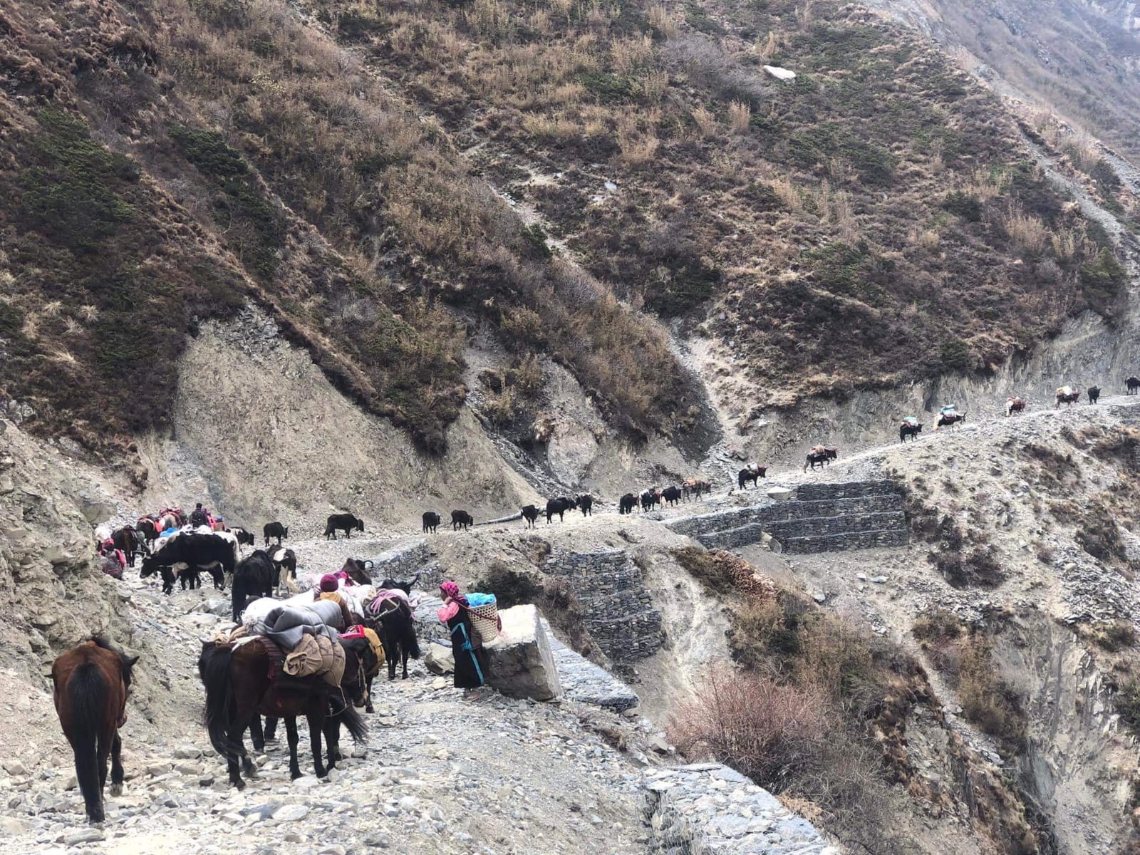 छेकम्पारवासी यार्सागुम्बा सङ्कलन गर्न लेकतिर