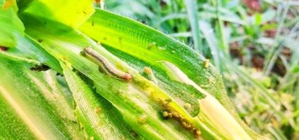 धानमा गवाँरो र मकैमा फौजीकिरा