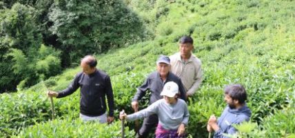 ताराखोलाको चिया मुलुककै उत्कृष्ट