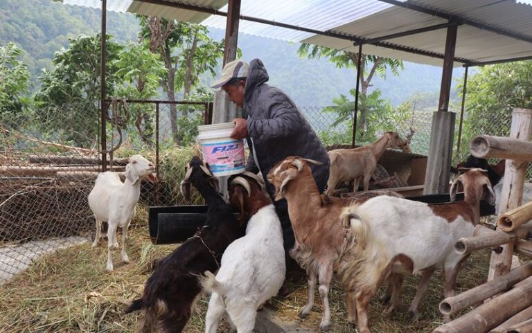 संविधानसभा सदस्य गमबहादुर श्रीस कृषि उद्यममा