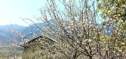 स्याउका बोट सेताम्मे