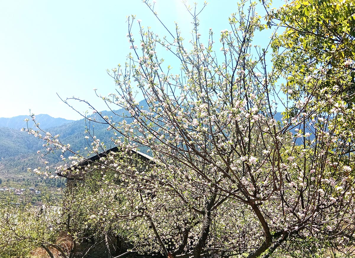 स्याउका बोट सेताम्मे