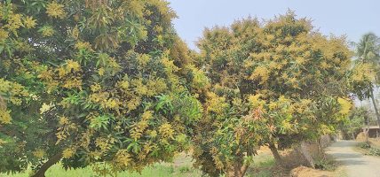 मधुवा रोगको समस्याले किसान चिन्तित