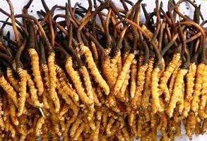 मनाङमा यार्सागुम्बा सङ्कलन सुरु