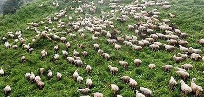 म्याग्दीका पशुगोठ गर्मी छल्न लेक उक्लन थाले