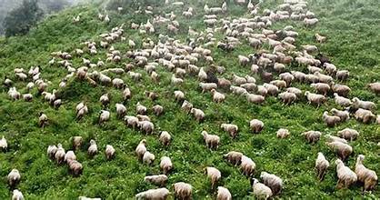 म्याग्दीका पशुगोठ गर्मी छल्न लेक उक्लन थाले