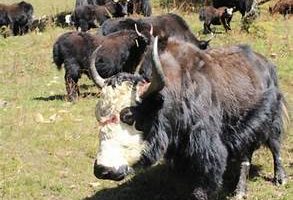 याक चौरीपालक किसानलाई रेनकोट वितरण