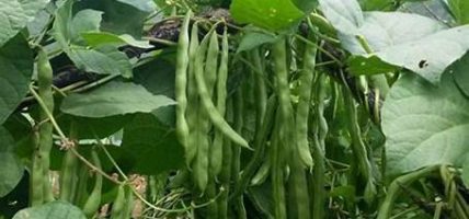 खाद्य संस्थानद्वारा ४३ लाखको सिमी खरिद