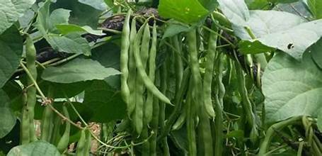 खाद्य संस्थानद्वारा ४३ लाखको सिमी खरिद