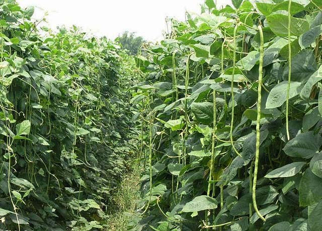 सुवेदीको कृषि कर्म अरुका लागि प्रेरणा बन्दै