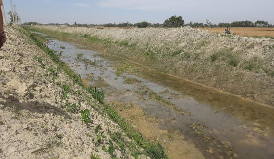 गण्डक नहर सरसफाइ अभियान तीव्र गतिमा