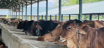 पोखरा गौशालालाई ‘गौ तीर्थस्थल’का रूपमा विकास गरिँदै