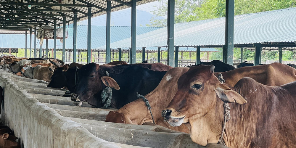 पोखरा गौशालालाई ‘गौ तीर्थस्थल’का रूपमा विकास गरिँदै