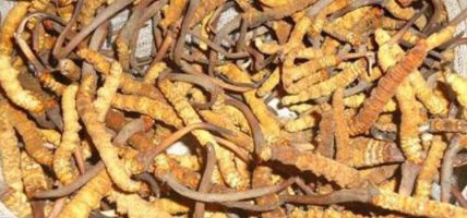 मुस्ताङमा यार्सा सङ्कलन सुरु