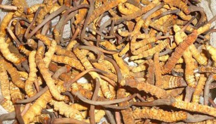 मुस्ताङमा यार्सा सङ्कलन सुरु