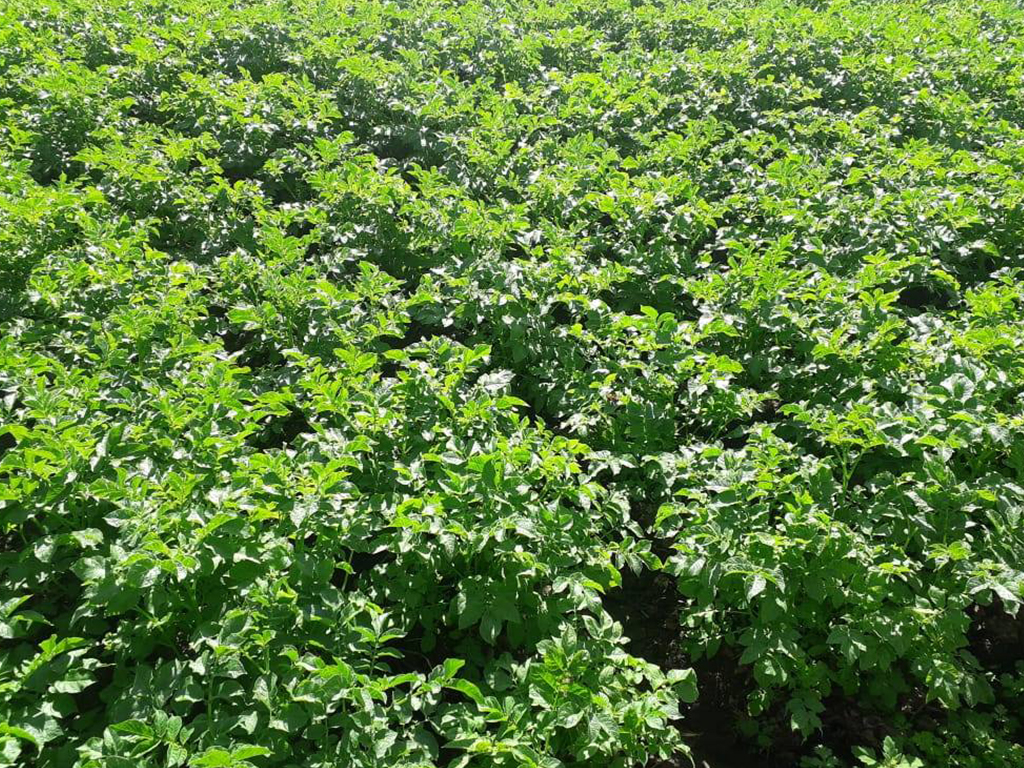 आलु उत्पादन वृद्धि हुने आशामा किसान उत्साहित