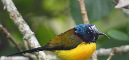 गुल्मीमा चरा प्रजातिको सङ्ख्या ३५५ पुग्यो