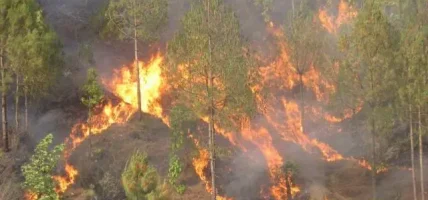 बाँकेका १२ सामुदायिक वनमा डढेलो