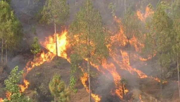 बाँकेका १२ सामुदायिक वनमा डढेलो