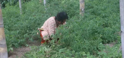 महिला सामूहिक बेमौसमी तरकारीखेतीमा आकर्षित