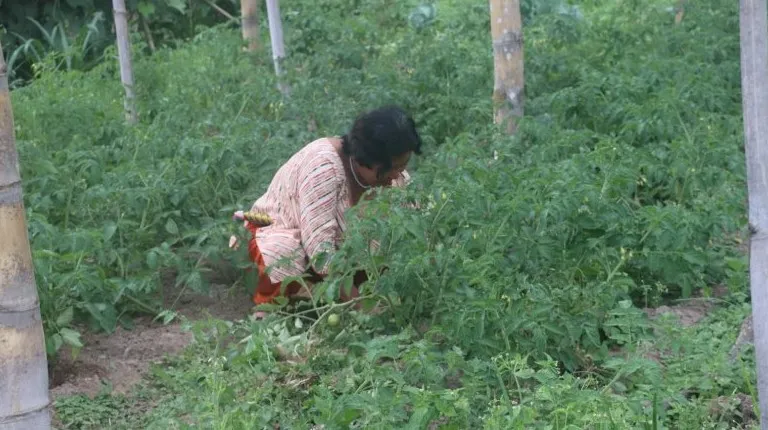 महिला सामूहिक बेमौसमी तरकारीखेतीमा आकर्षित