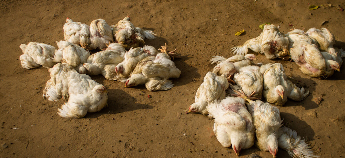 यस वर्ष २३ स्थानमा बर्डफ्लु